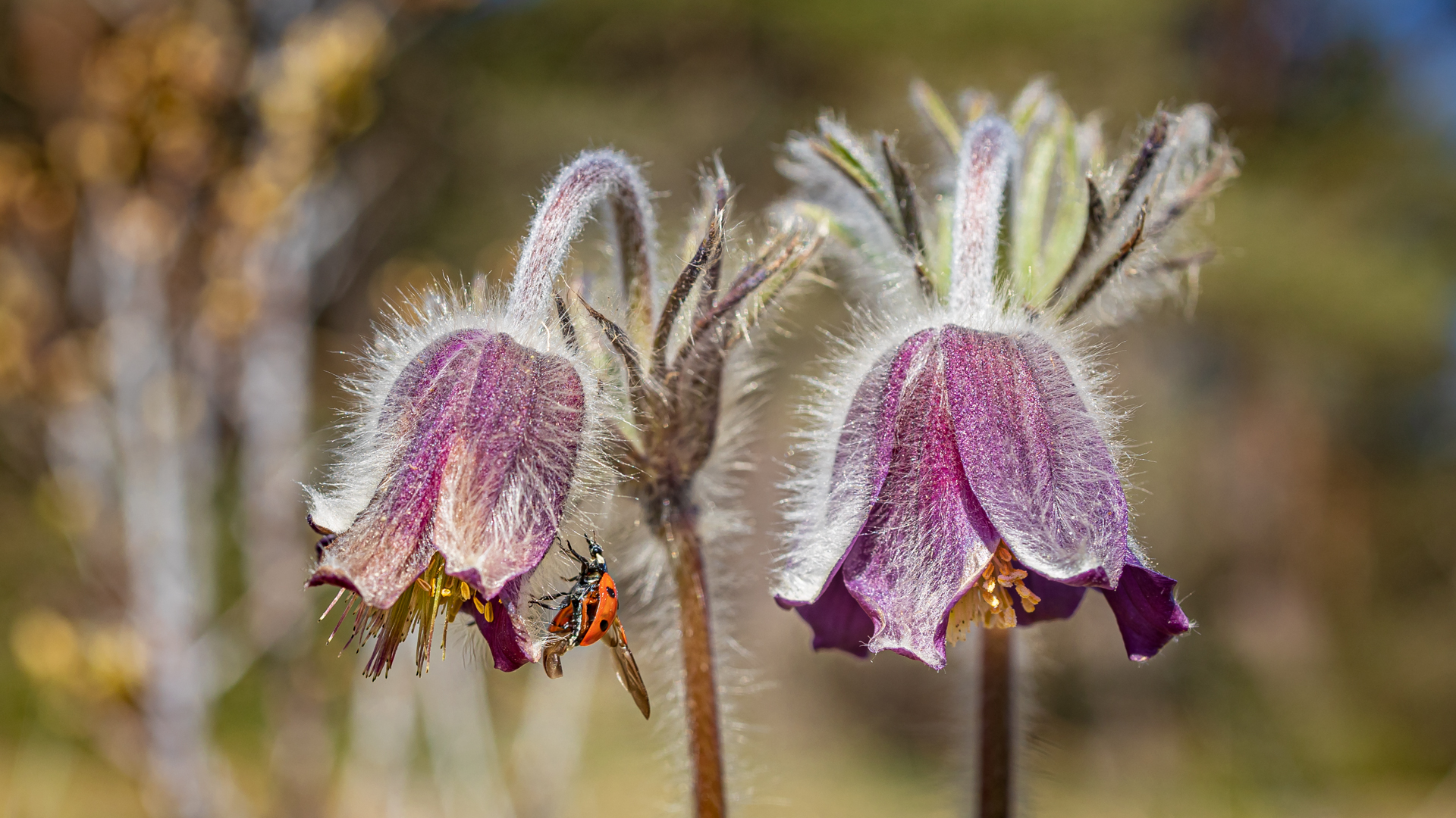 Wiesenkuhschelle