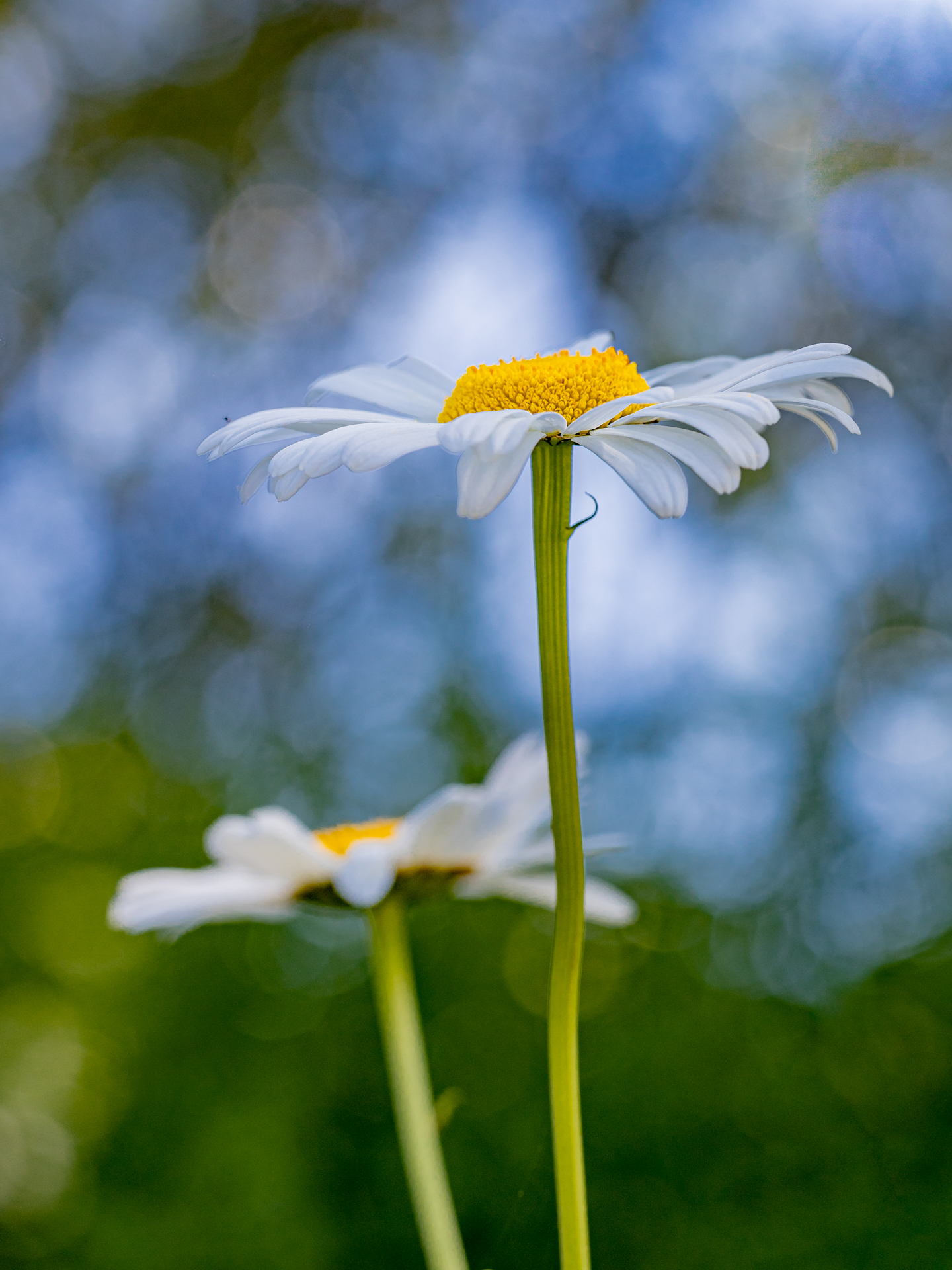 Margeriten