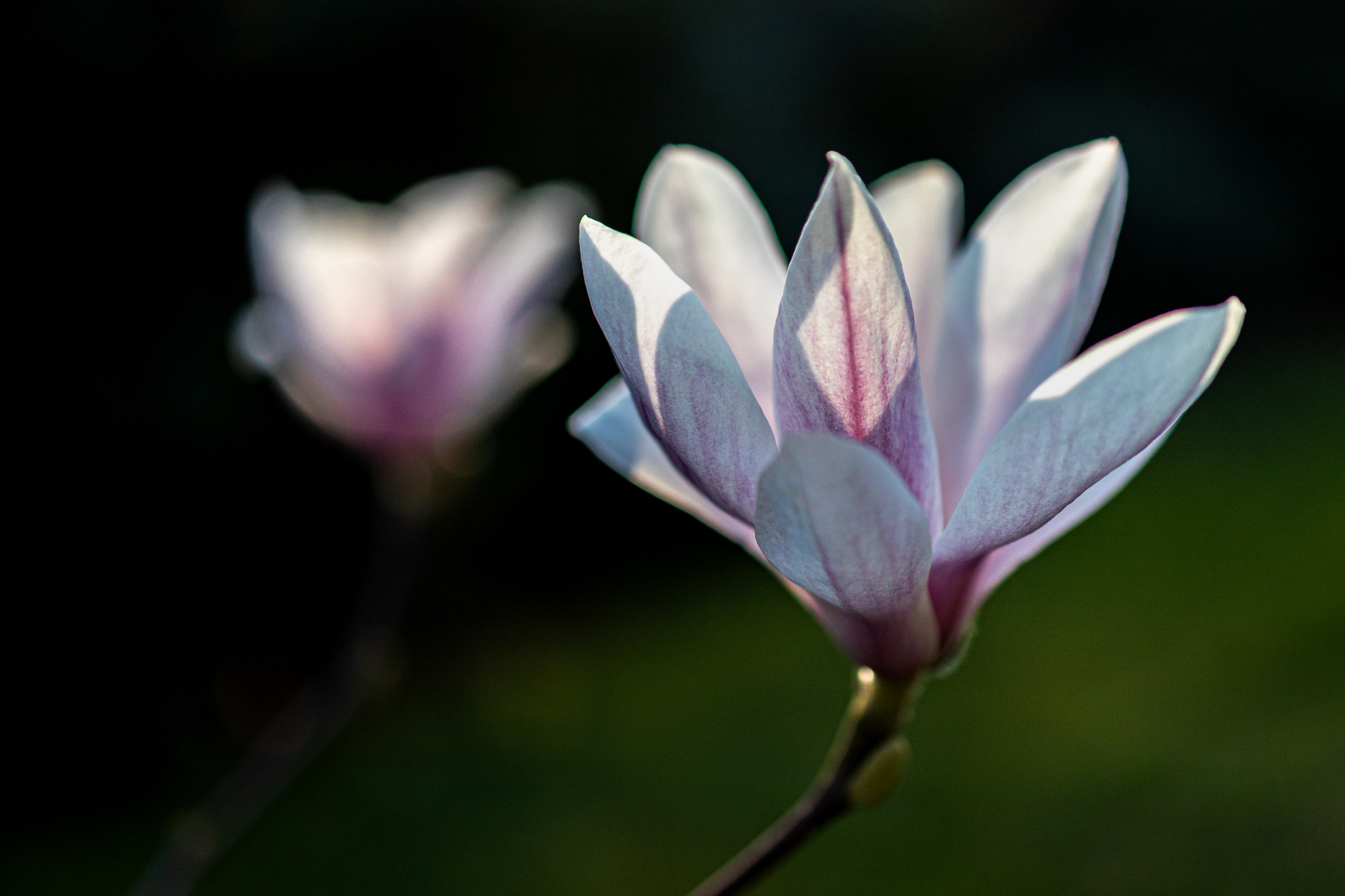 Magnolie